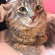 Ruko is registered to the contest to win money with this photo: cat, feline, fluffy, pet, animal, whiskers, close_up, indoor, cozy, blanket, fur, cute, resting, relaxed, mammal, tabby, laying, soft, eyes, portrait