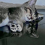 Charlie joined the competition — help win amazing prizes! animal, cat, closeup, cozy, cute, ears, face, fur, indoor, mirror, napping, paw, peaceful, pet, reflection, relaxing, sleeping, soft, tabby, whiskers