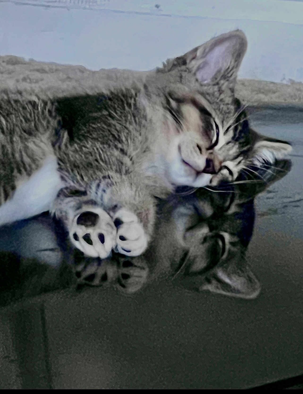 Charlie joined the competition — help win amazing prizes! animal, cat, closeup, cozy, cute, ears, face, fur, indoor, mirror, napping, paw, peaceful, pet, reflection, relaxing, sleeping, soft, tabby, whiskers
