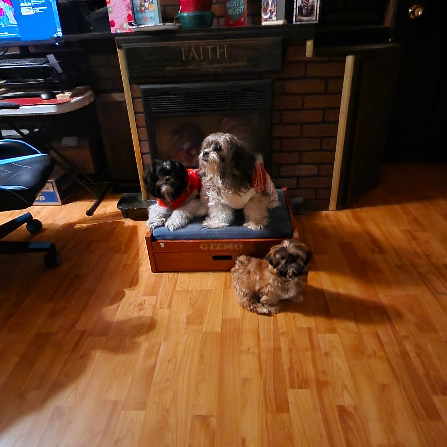 Gizmo joined the competition — help win amazing prizes! animal, architecture, building, canine, chair, computerhardware, couch, dog, electronics, furniture, hardware, hardwood, indoors, interiordesign, livingroom, monitor, pet, room, screen, wood