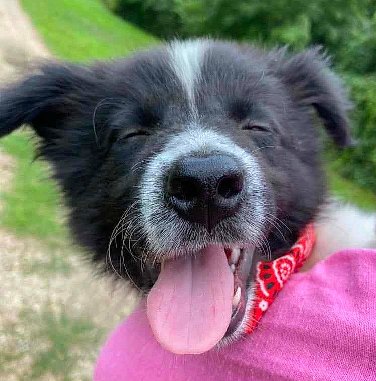 Ulko participe au concours pour gagner de l'argent avec cette photo : border_collie, carnivore, collar, companion_dog, dog, dog_breed, fang, fur, grass, paw, plant, sporting_group, terrestrial_animal, whiskers, working_animal, working_dog