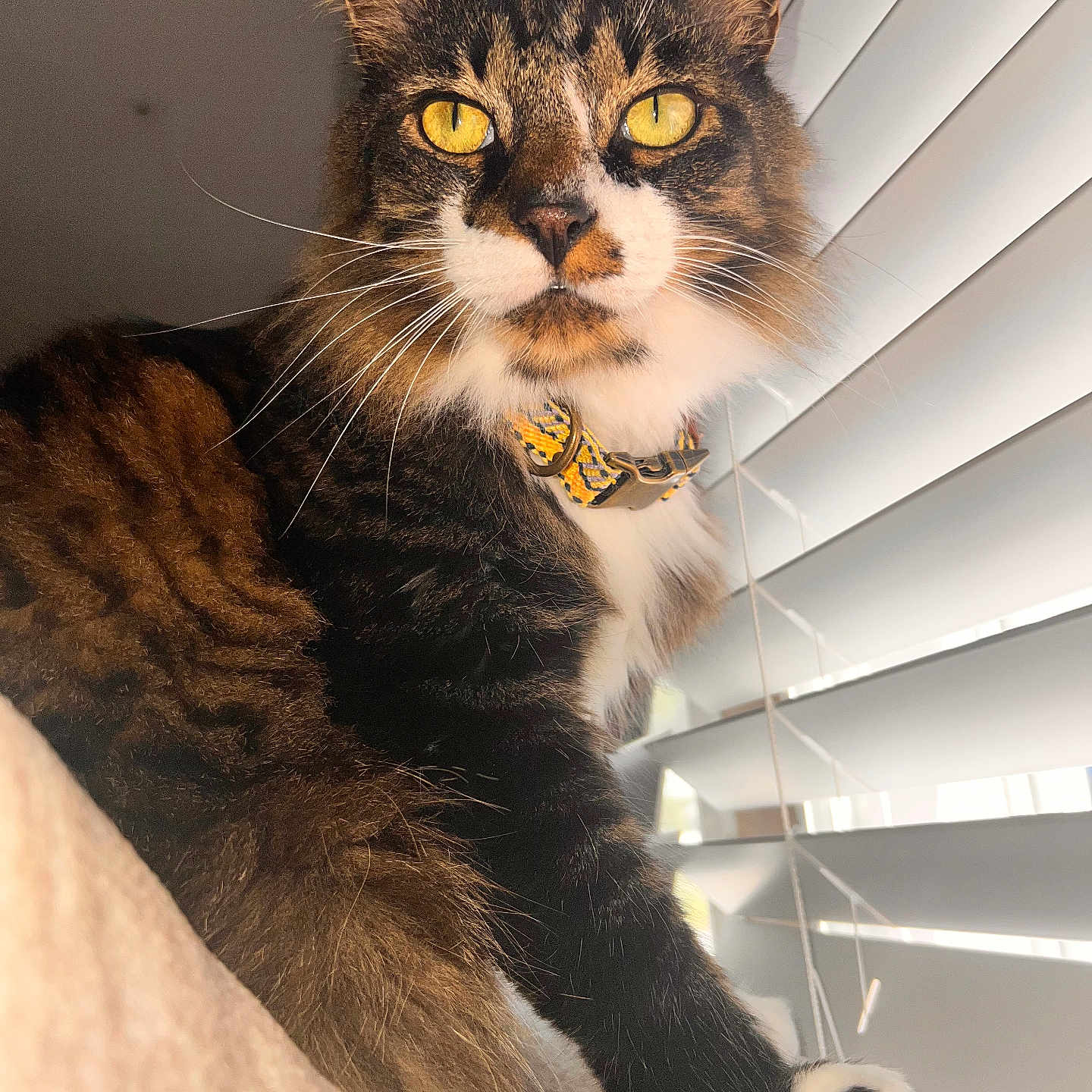 Boogs is registered to the contest to win money with this photo: abyssinian, accessories, angora, animal, cat, collar, couch, curtain, egyptiancat, formalwear, furniture, hardwood, homedecor, kitten, manx, pet, siamese, strap, tie, windowshade