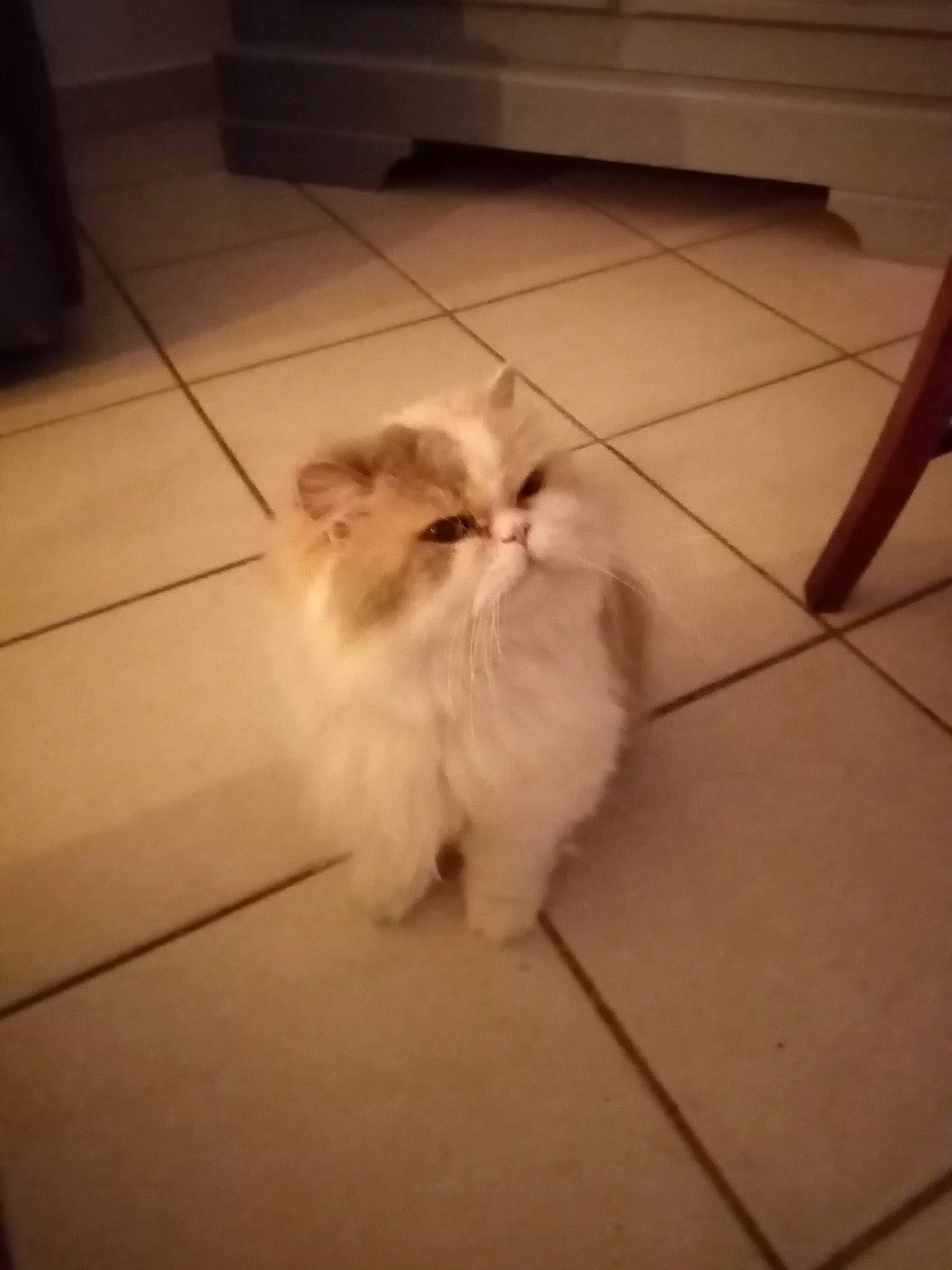 Ange a rejoint le concours — aidez-le/la à gagner de superbes lots ! carnivore, companion_dog, dog_breed, fawn, felidae, floor, flooring, fur, hardwood, paw, shadow, small_to_medium_sized_cats, snout, sporting_group, tail, terrestrial_animal, toy_dog, whiskers, wood, working_animal