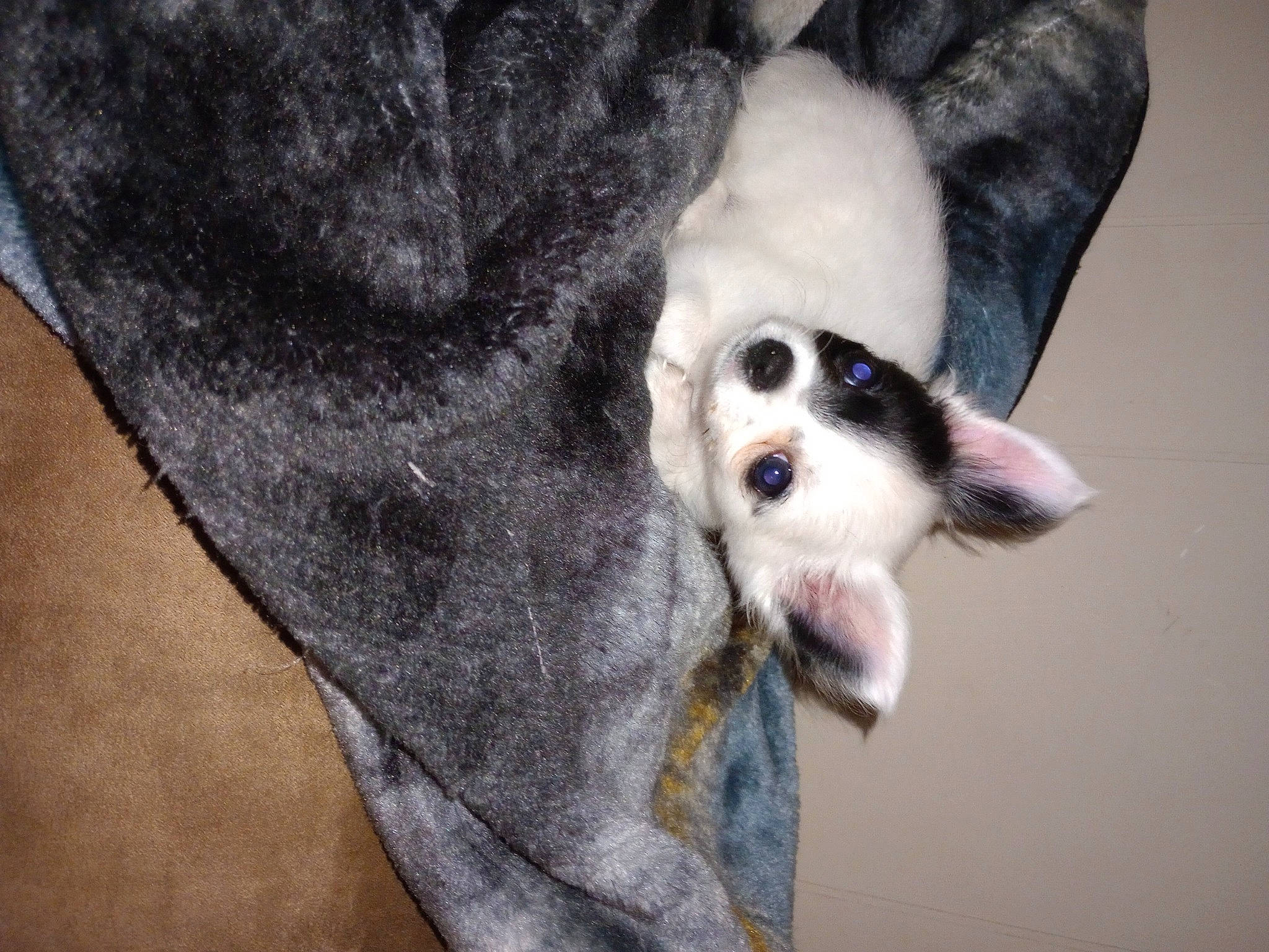 Ava is registered to the contest to win money with this photo: canidae, carnivore, companion_dog, dog, dog_breed, eyelash, fang, fawn, felidae, gesture, grey, jaw, paw, siberian_husky, small_to_medium_sized_cats, snout, sporting_group, tail, vertebrate, whiskers