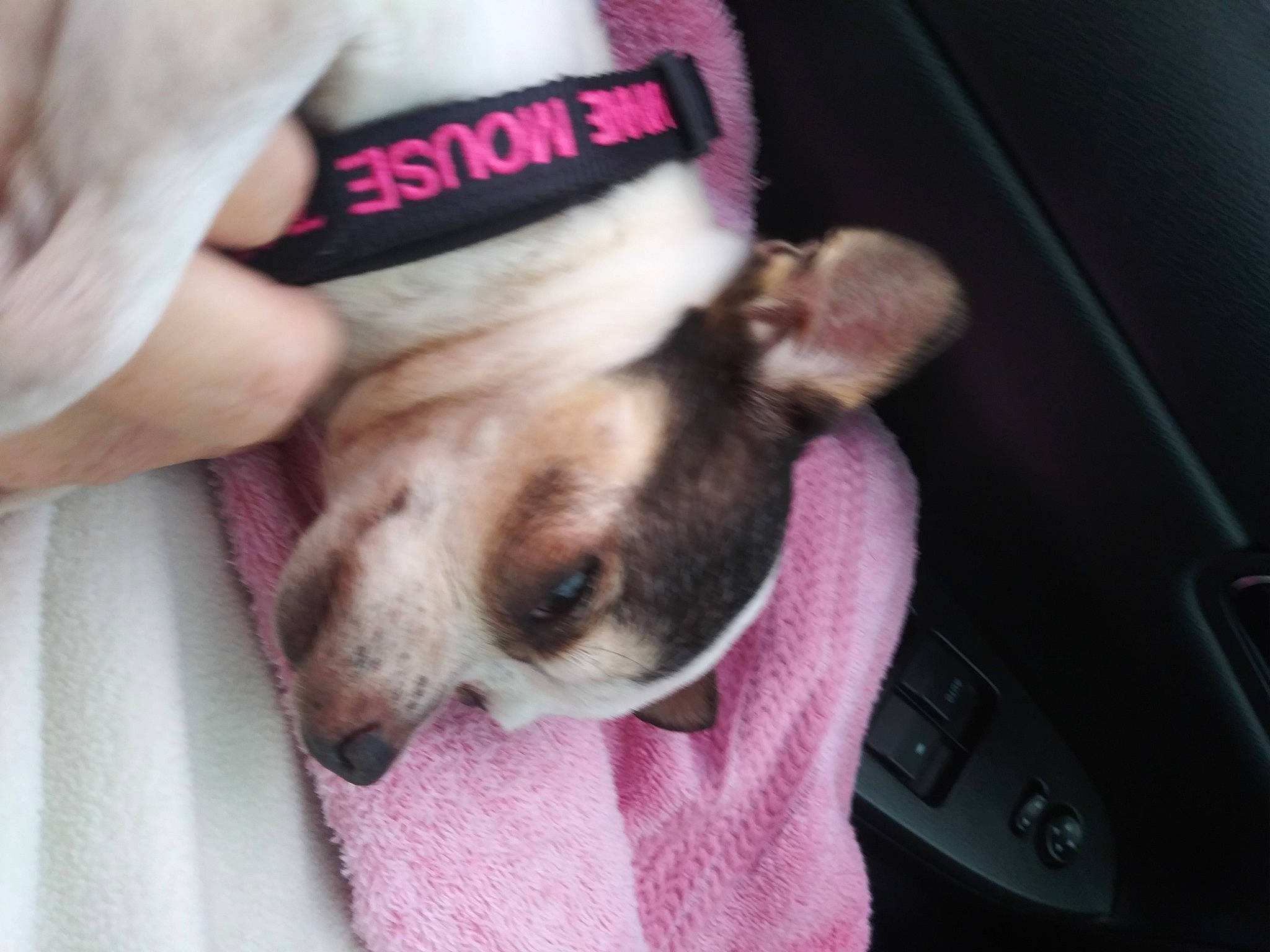 Minnie Mouse joined the competition — help win amazing prizes! carnivore, collar, comfort, companion_dog, dog, dog_breed, dog_collar, dog_supply, ear, fawn, fur, nail, paw, puppy_love, snout, sporting_group, toy_dog, watch, whiskers, wrist