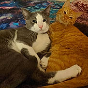 Moonshadow Sunshine is registered to the contest to win money with this photo: cat, cats, gray_and_white_cat, orange_cat, cuddling, cozy, pets, indoor, blanket, cosmic_pattern, fur, whiskers, relaxed, cute, animal, companions, resting, close_up, two_animals, domestic_cat