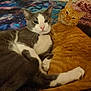 cat, cats, gray_and_white_cat, orange_cat, cuddling, cozy, pets, indoor, blanket, cosmic_pattern, fur, whiskers, relaxed, cute, animal, companions, resting, close_up, two_animals, domestic_cat
