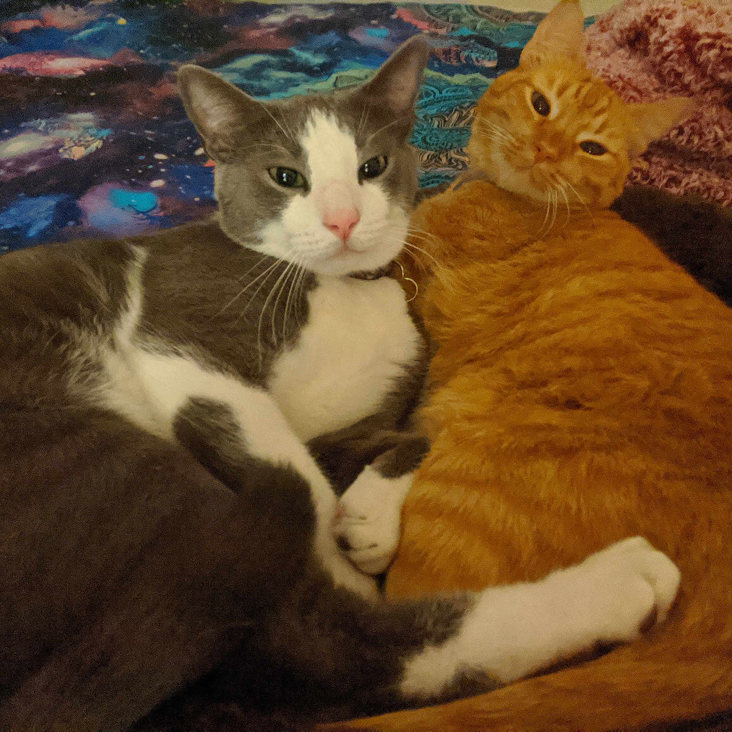 Moonshadow Sunshine is registered to the contest to win money with this photo: animal, blanket, cat, cats, close_up, companions, cosmic_pattern, cozy, cuddling, cute, domestic_cat, fur, gray_and_white_cat, indoor, orange_cat, pets, relaxed, resting, two_animals, whiskers