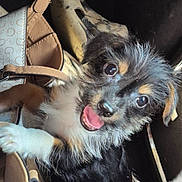 Coco is registered to the contest to win money with this photo: puppy, dog, pet, animal, fur, cute, smiling, paw, handbag, accessory, black_fur, white_fur, brown_fur, closeup, indoor, happy, young, playful, face, eyes