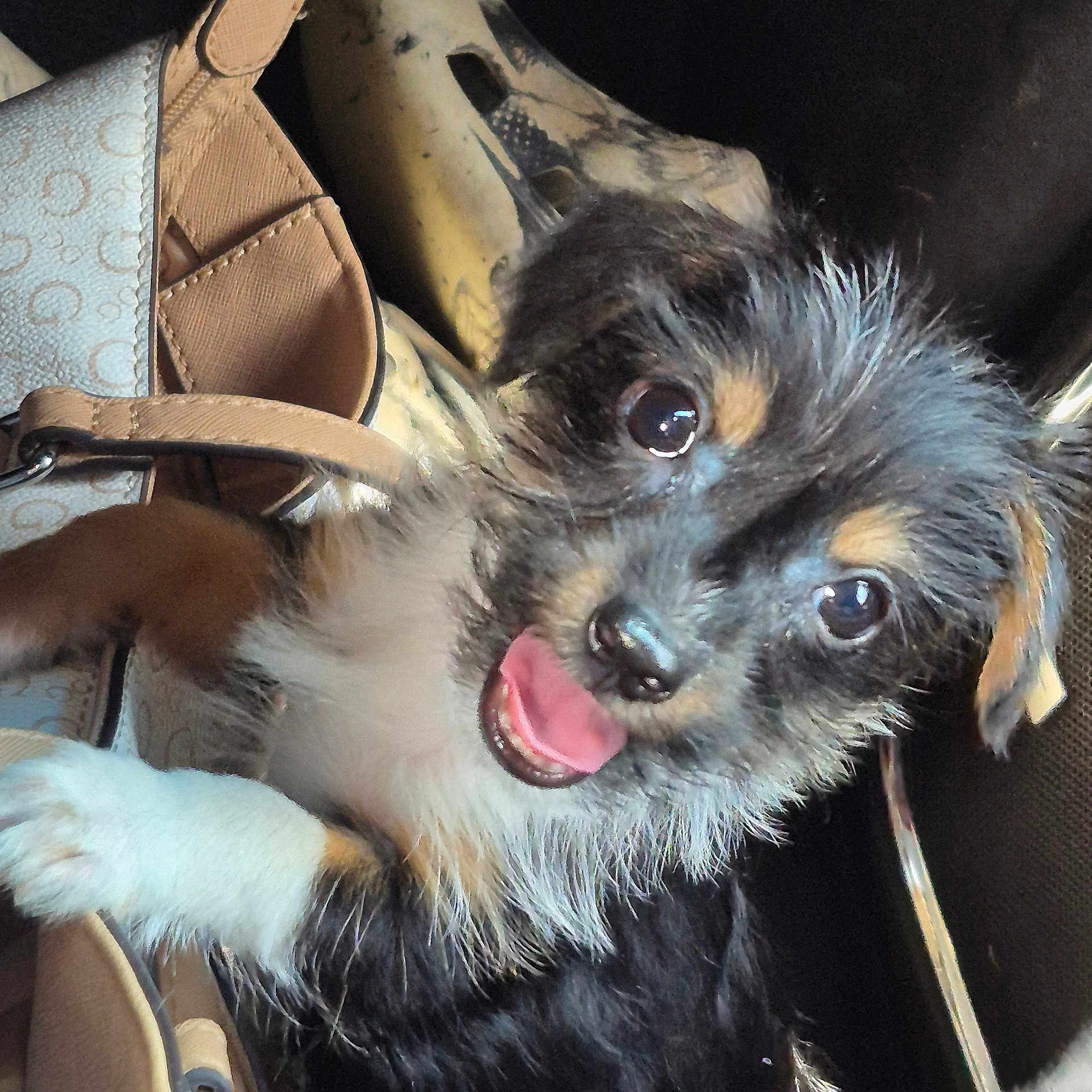 Coco is registered to the contest to win money with this photo: puppy, dog, pet, animal, fur, cute, smiling, paw, handbag, accessory, black_fur, white_fur, brown_fur, closeup, indoor, happy, young, playful, face, eyes