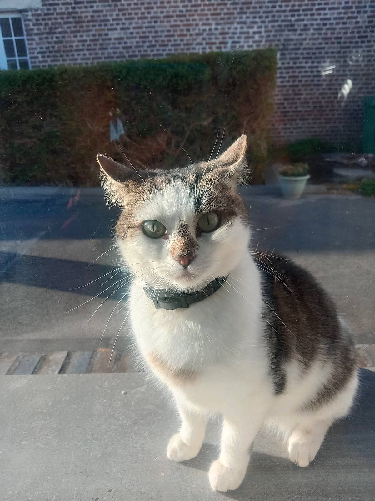 Minette participe au concours pour gagner de l'argent avec cette photo : asphalt, building, carnivore, cat, domestic_short_haired_cat, felidae, fur, grey, paw, road, road_surface, sidewalk, small_to_medium_sized_cats, snout, street, tail, whiskers, window