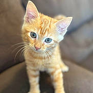 Tails joined the competition — help win amazing prizes! animal, cat, couch, curious, cute, domestic, ears, eyes, feline, fur, indoors, kitten, orange_tabby, pet, portrait, sitting, small, soft, whiskers, young