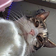 Penelope is registered to the contest to win money with this photo: cat, close_up, whiskers, pink_nose, indoor, floral_pattern, bag, curious, feline, portrait, soft_light, brown_eyes, white_fur, tabby, face, pet, animal, candid, cozy, domestic