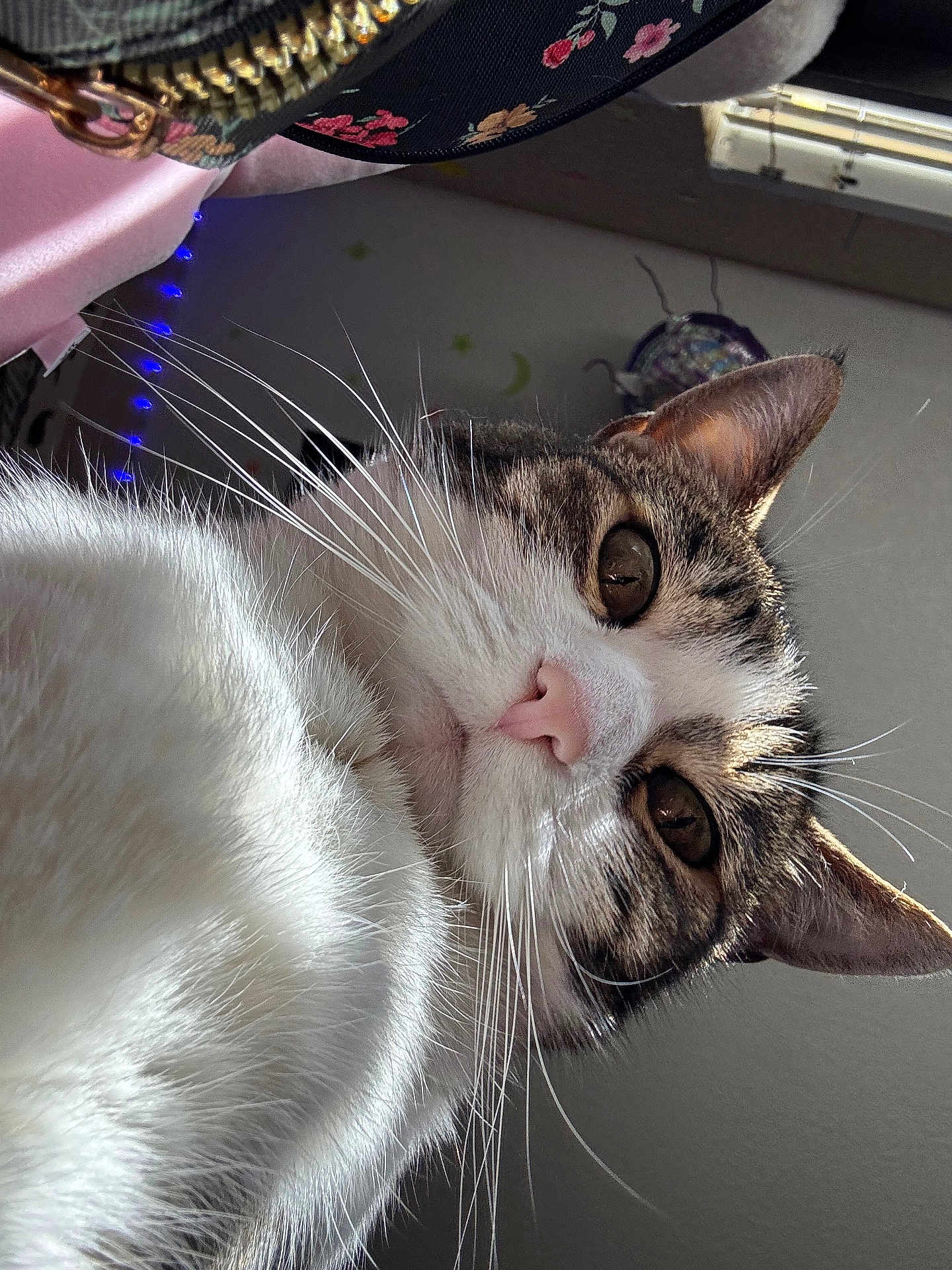 Penelope