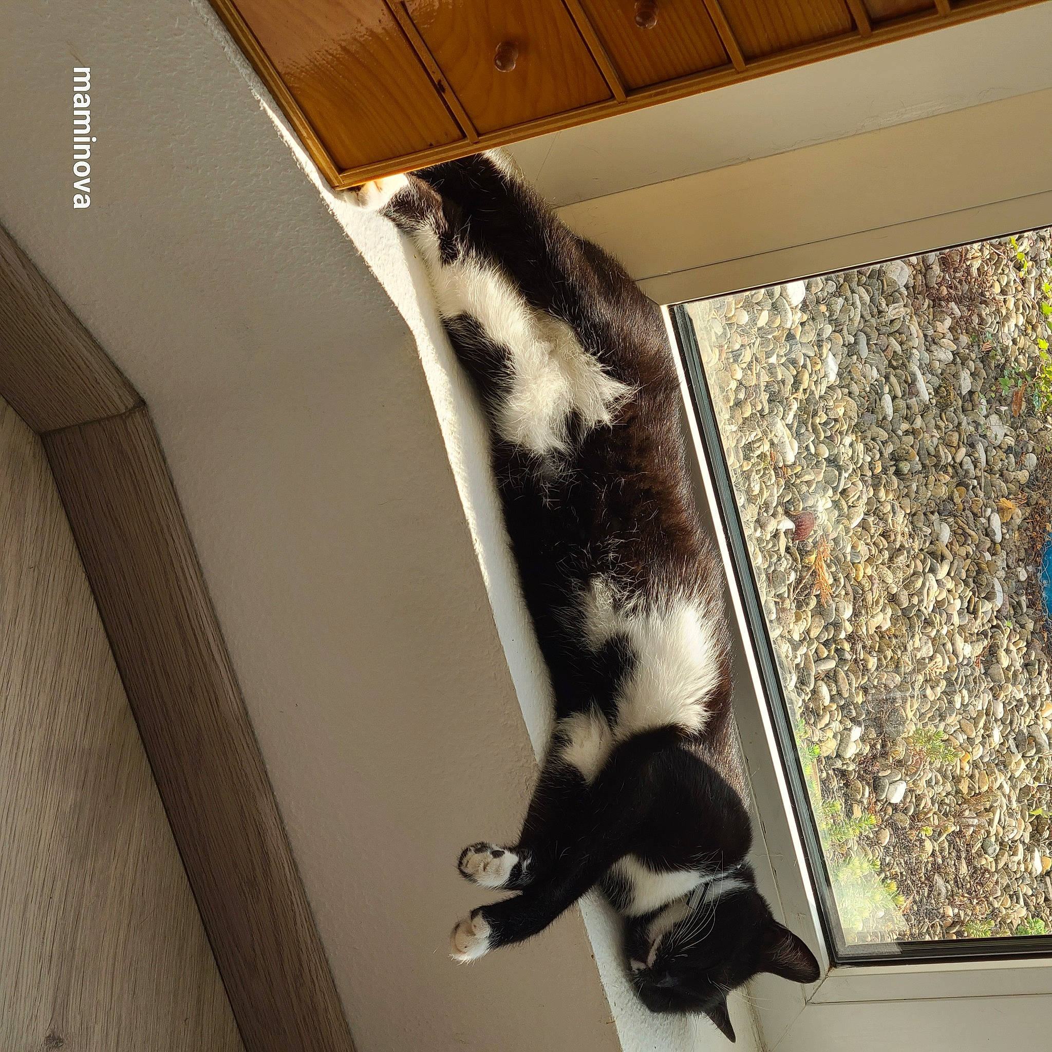 Socquette a rejoint le concours — aidez-le/la à gagner de superbes lots ! carnivore, cat, dog_breed, domestic_short_haired_cat, felidae, flooring, fur, hardwood, pet_supply, room, small_to_medium_sized_cats, sporting_group, tail, whiskers, wood