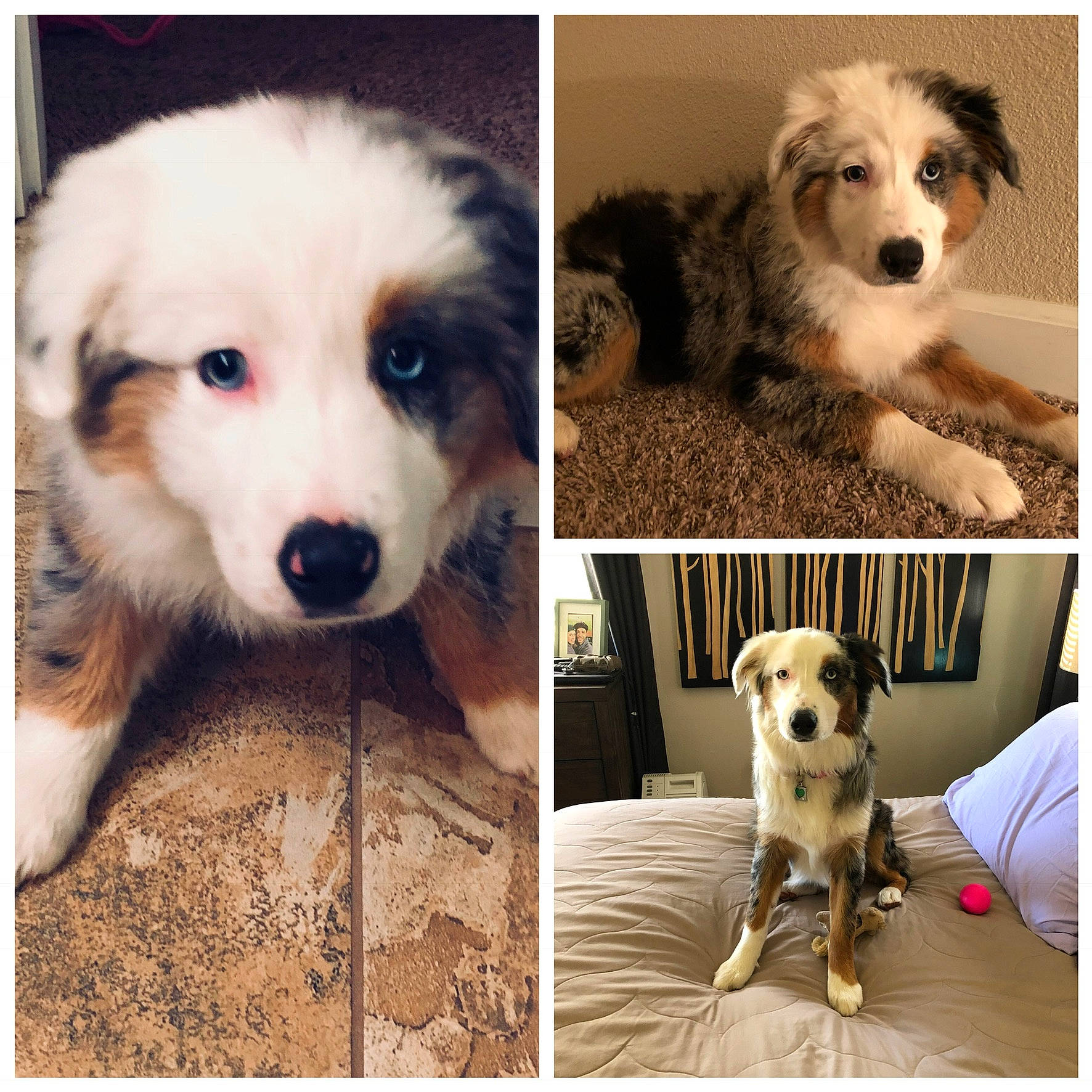 Jewel is registered to the contest to win money with this photo: art, canidae, carnivore, chair, collage, companion_dog, dog, dog_breed, dog_supply, fur, happy, mammal, paw, photo_caption, rectangle, snout, sporting_group, stock_photography, toy_dog, whiskers