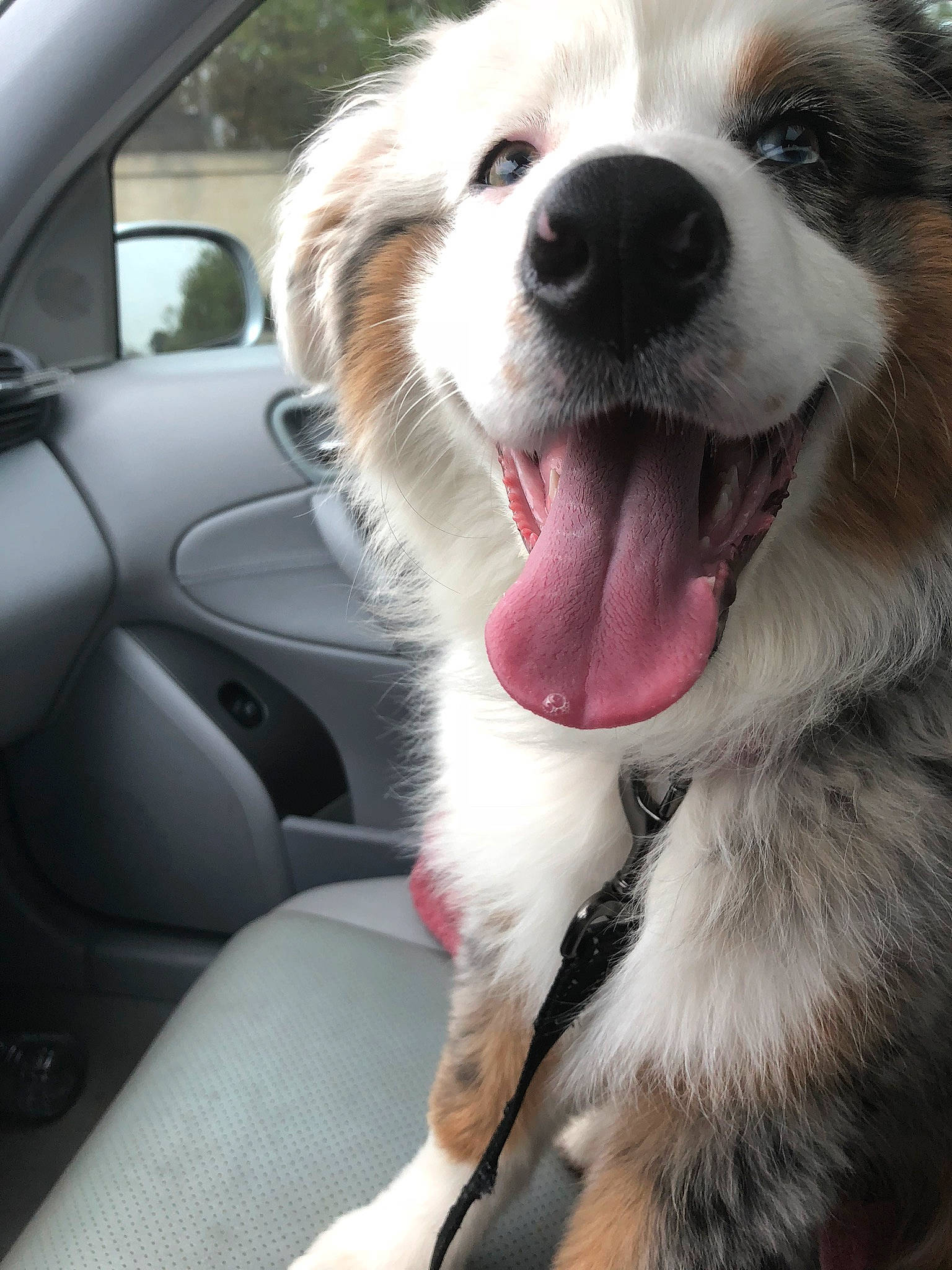 Jewel is registered to the contest to win money with this photo: auto_part, automotive_exterior, automotive_mirror, car, carnivore, collar, companion_dog, dog, dog_breed, dog_collar, fang, mammal, snout, steering_wheel, vehicle, vehicle_door, whiskers, white, window, windshield