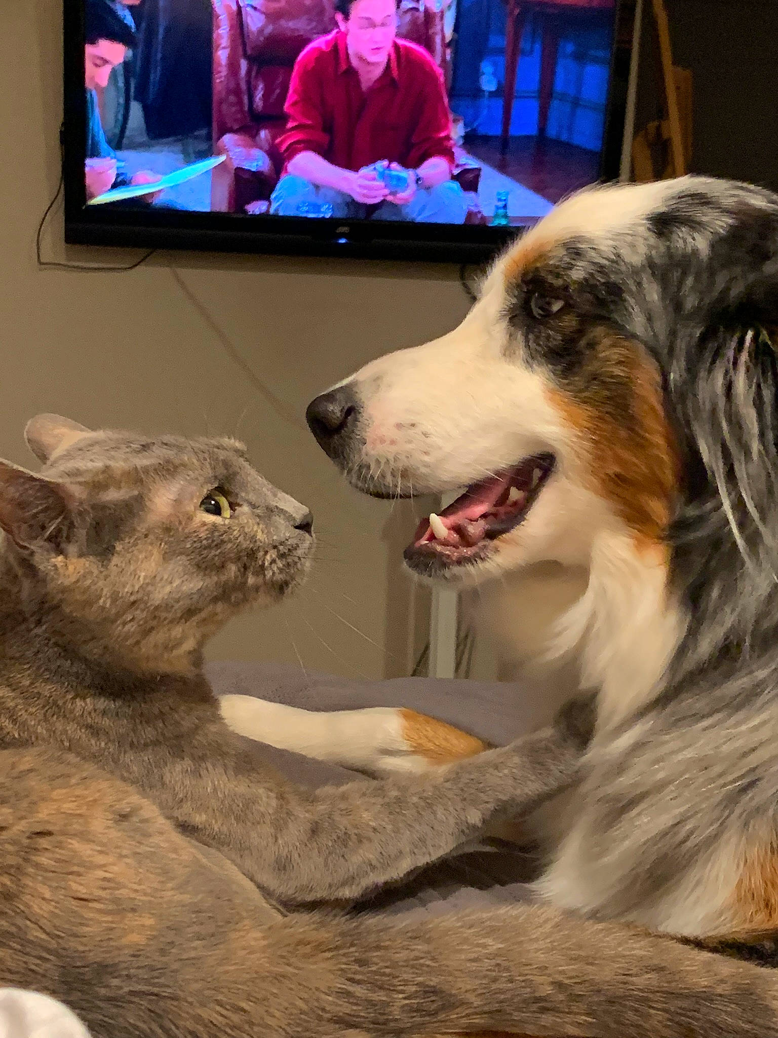 Jewel joined the competition — help win amazing prizes! cable_television, canidae, carnivore, companion_dog, display_device, dog, dog_breed, fur, happy, herding_dog, home_appliance, led_backlit_lcd_display, picture_frame, plant, snout, sporting_group, television, television_set, terrestrial_animal, whiskers