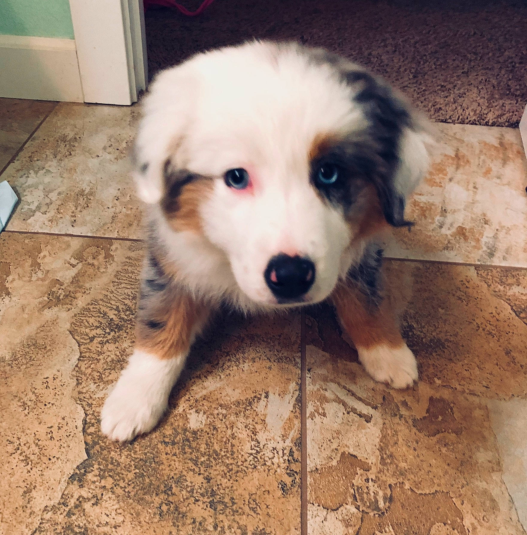 Jewel is registered to the contest to win money with this photo: ancient_dog_breeds, canidae, carnivore, companion_dog, dog, dog_breed, fawn, floor, flooring, fur, hardwood, non_sporting_group, paw, snout, sporting_group, square, terrestrial_animal, whiskers, working_animal, working_dog