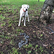 Salt joined the competition — help win amazing prizes! animal, background, canine, chain, collar, daylight, dirt, dog, fence, grass, greenery, leash, nature, outdoor, pet, rustic, trailer, tree, white_dog, yard