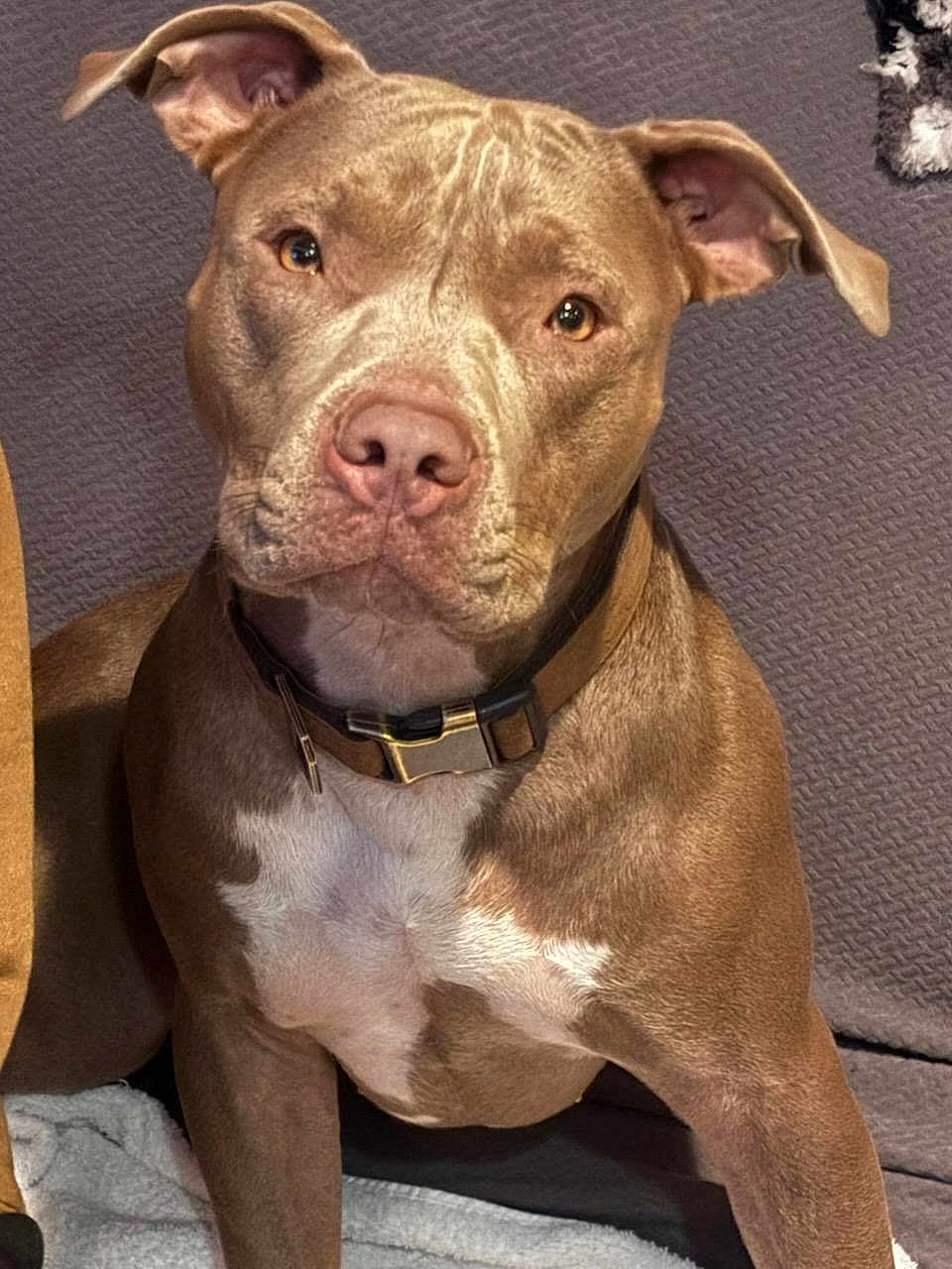 Hazel joined the competition — help win amazing prizes! dog, brown, white, collar, pet, animal, indoor, blanket, texture, closeup, face, ears, nose, fur, sitting, portrait, looking, attention, domestic, cute