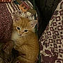 animal, cat, closeup, cozy, cute, domestic, feline, home, indoor, keychain, keys, kitten, orange_cat, patterned_bedspread, pet, quilt, relaxed, resting, sleeping_cat, tabby_cat