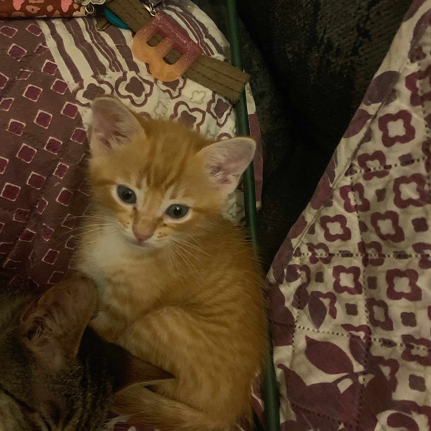 Lil Pumpkin is registered to the contest to win money with this photo: animal, cat, closeup, cozy, cute, domestic, feline, home, indoor, keychain, keys, kitten, orange_cat, patterned_bedspread, pet, quilt, relaxed, resting, sleeping_cat, tabby_cat