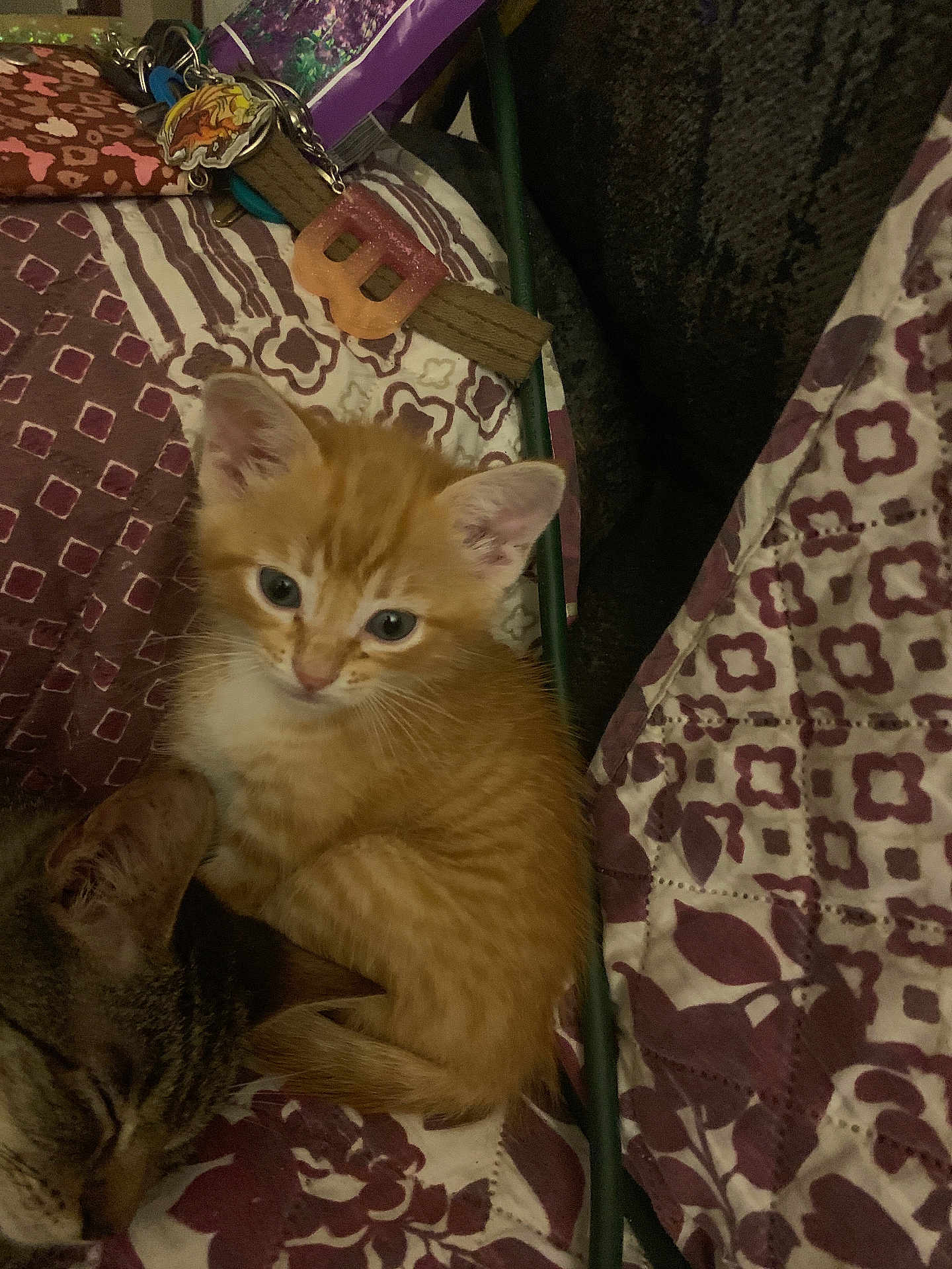 Lil Pumpkin is registered to the contest to win money with this photo: cat, kitten, sleeping_cat, orange_cat, tabby_cat, quilt, patterned_bedspread, keys, keychain, home, pet, animal, cute, resting, feline, closeup, indoor, domestic, cozy, relaxed