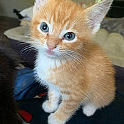 Lil Pumpkin joined the competition — help win amazing prizes! adorable, animal, blue_eyes, cat, close_up, cozy, curious, cute, domestic_cat, feline, fur, indoor, kitten, orange_cat, pet, sitting, soft, whiskers, white_paws, young