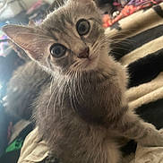 Silver Bell is registered to the contest to win money with this photo: kitten, cat, tabby, pet, animal, feline, closeup, portrait, wide_eyed, whiskers, ears, fur, gray_fur, striped_fur, sitting, blanket, bedding, indoors, cozy, playful