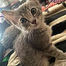 kitten, cat, tabby, pet, animal, feline, closeup, portrait, wide_eyed, whiskers, ears, fur, gray_fur, striped_fur, sitting, blanket, bedding, indoors, cozy, playful