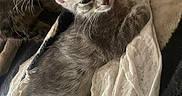 Silver Bell joined the competition — help win amazing prizes! cats, kitten, tabby_cat, gray_cat, sleeping, cuddling, cozy, blanket, bedding, indoors, portrait, whiskers, ears, fur, eyes, relaxed, cute, pet, closeup, snuggling