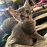kitten, cat, dog, dogs, gray_fur, black_fur, animal, pet, curious, sitting, portrait, whiskers, ears, eyes, bedroom, laundry, blanket, clothing, indoors, cute