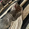 Silver Bell joined the competition — help win amazing prizes! cat, cats, kitten, kittens, tabby, sleeping, napping, cozy, blanket, bed, indoors, pet, furry, gray, striped, relaxed, cute, cuddling, portrait, soft_lighting