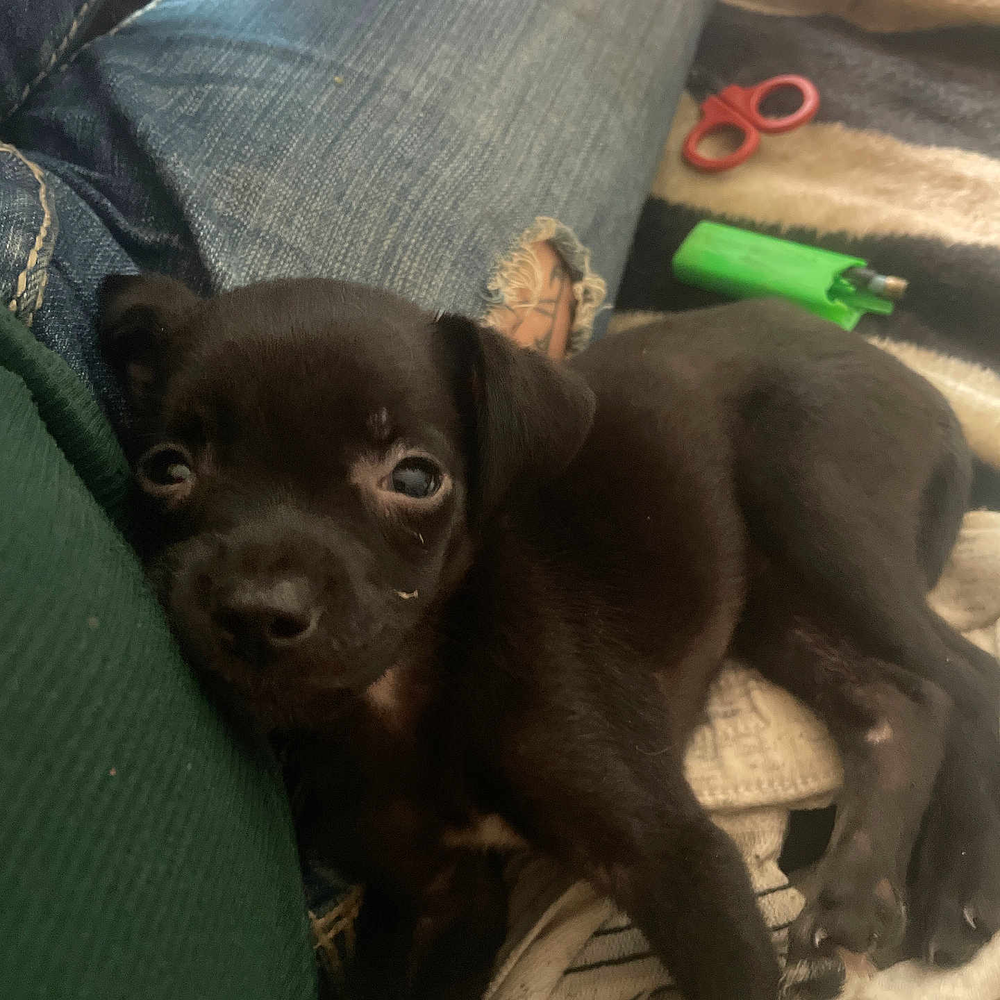 Lilly