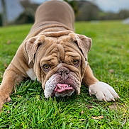 Sally a rejoint le concours — aidez-le/la à gagner de superbes lots ! animal, brown, bulldog, canine, close_up, cute, daylight, dog, expression, fur, grass, lying_down, nature, outdoor, pet, playful, portrait, tongue_out, white_paw, wrinkles