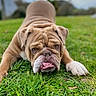 animal, brown, bulldog, canine, close_up, cute, daylight, dog, expression, fur, grass, lying_down, nature, outdoor, pet, playful, portrait, tongue_out, white_paw, wrinkles