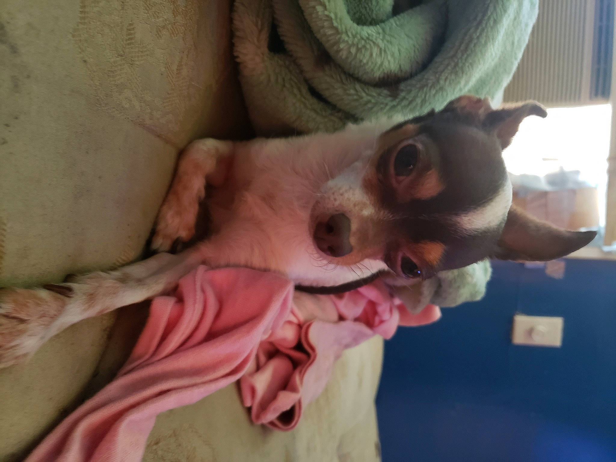 Little Man is registered to the contest to win money with this photo: carnivore, comfort, companion_dog, dog, dog_breed, eyelash, eyewear, fawn, felidae, flesh, fur, gesture, glasses, pink, selfie, small_to_medium_sized_cats, sunglasses, whiskers, working_animal, wrinkle