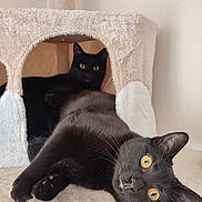 Tyrion Et Tywin a rejoint le concours — aidez-le/la à gagner de superbes lots ! cat, black_cat, pet, animal, feline, indoor, cozy, cat_condo, relaxed, lying_down, yellow_eyes, soft_texture, cute, domestic_cat, whiskers, resting, fur, ears, close_up, two_cats