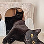 cat, black_cat, pet, animal, feline, indoor, cozy, cat_condo, relaxed, lying_down, yellow_eyes, soft_texture, cute, domestic_cat, whiskers, resting, fur, ears, close_up, two_cats