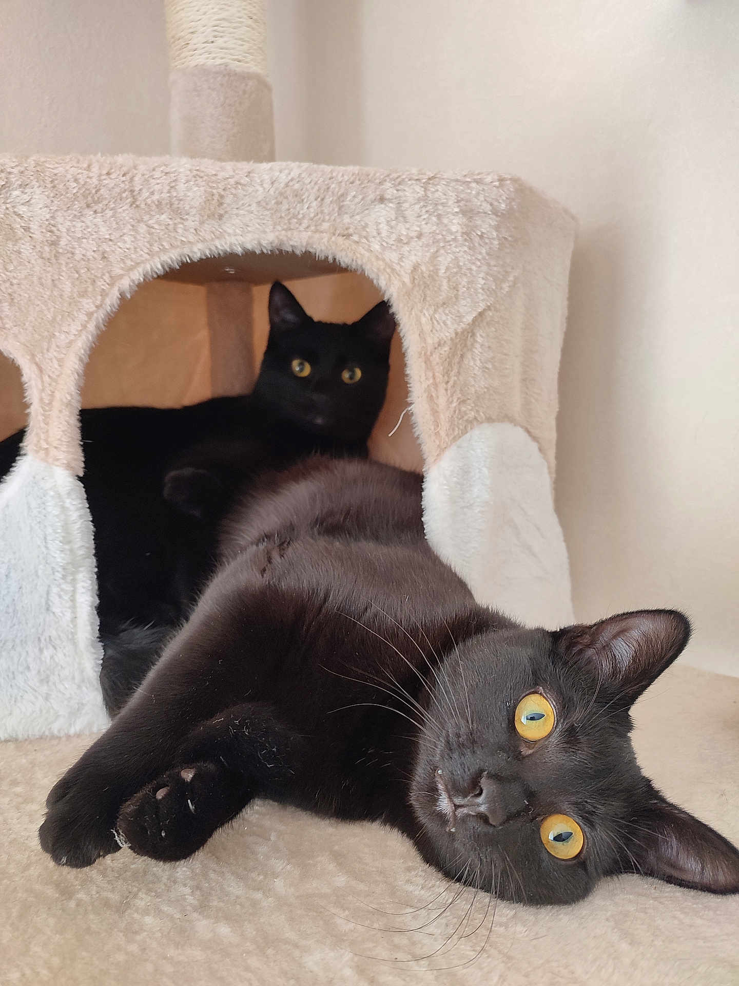 Tyrion Et Tywin a rejoint le concours — aidez-le/la à gagner de superbes lots ! cat, black_cat, pet, animal, feline, indoor, cozy, cat_condo, relaxed, lying_down, yellow_eyes, soft_texture, cute, domestic_cat, whiskers, resting, fur, ears, close_up, two_cats