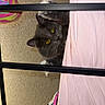 Chimichanga is registered to the contest to win money with this photo: animal, bed_frame, black_bars, carpet, cat, colorful_ball, cozy, curious, cute, feline, gray_cat, home, indoor, paws, pet, pink_blanket, playing, soft, whiskers, yellow_eyes