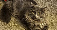 Chimichanga is registered to the contest to win money with this photo:
