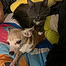 animal, bed, blanket, cat, colorful, companion, cozy, cute, cute_pet, dog, domestic_animal, friendship, fur, indoor, pet, plush_toy, relaxing, resting, sleepy, soft