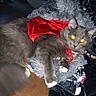 Chimichanga joined the competition — help win amazing prizes! animal, blanket, cape, cat, close_up, cozy, cute, domestic_cat, feline, fluffy, fur, gray_cat, home, indoor, pet, red_cape, relaxing, resting, soft_texture, yellow_eyes