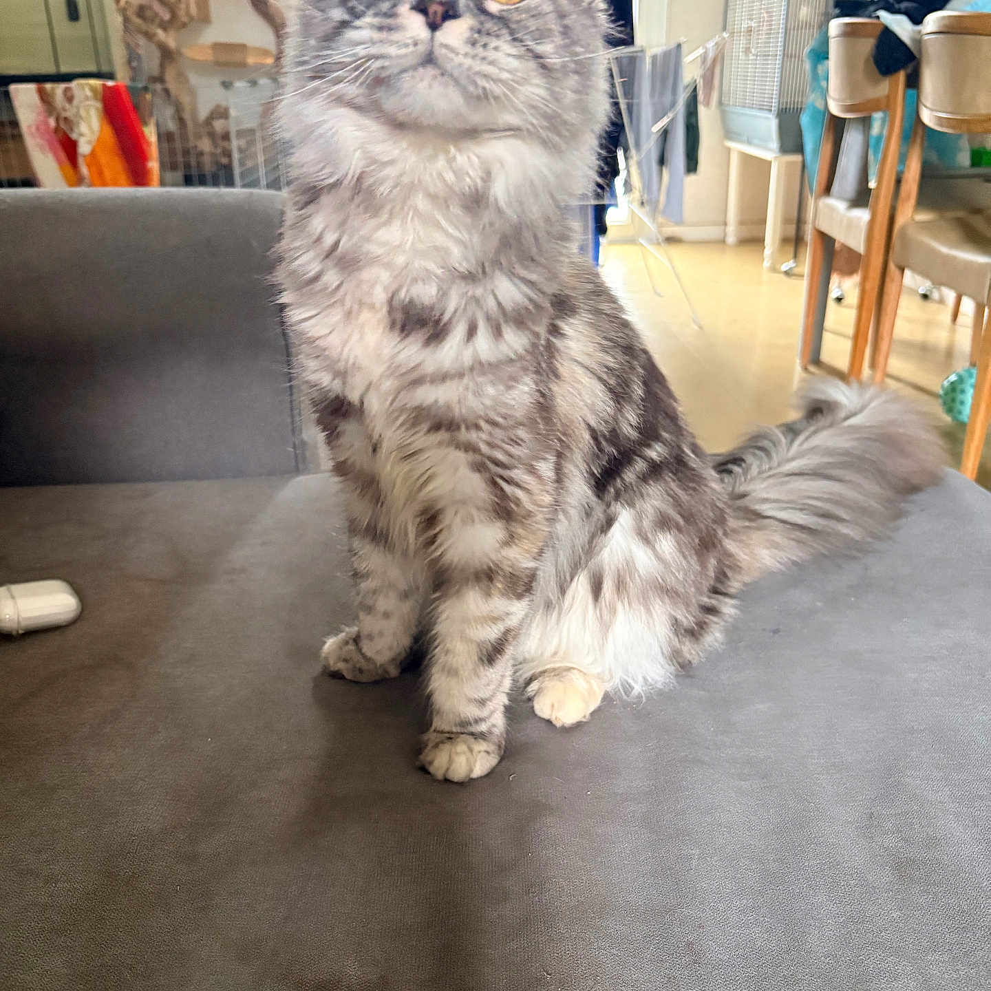 Akira