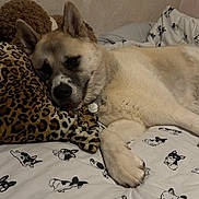 Bertie joined the competition — help win amazing prizes! dog, bed, pillow, leopard_print, animal, resting, canine, sleepy, indoor, blanket, fur, pet, cute, domestic_animal, relaxation, comfort, fabric, pattern, collar, room