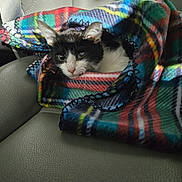 Zuko joined the competition — help win amazing prizes! cat, black_and_white, blanket, plaid, leather_seat, cozy, resting, indoor, pet, fur, animal, snug, colorful, texture, comfortable, close_up, relaxed, seat, soft_light, pattern