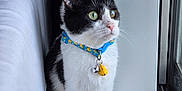 Zuko is registered to the contest to win money with this photo: animal, bell, black_and_white, carpet, cat, collar, curious, cute, domestic, ears, feline, green_eyes, house, indoor, pet, side_view, sitting, whiskers, window, young_cat