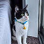 Zuko is registered to the contest to win money with this photo: cat, black_and_white, collar, bell, indoor, carpet, window, curious, pet, feline, animal, domestic, whiskers, ears, sitting, side_view, green_eyes, young_cat, cute, house